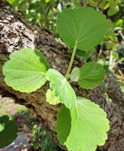 Greyia sutherlandii leaf venation